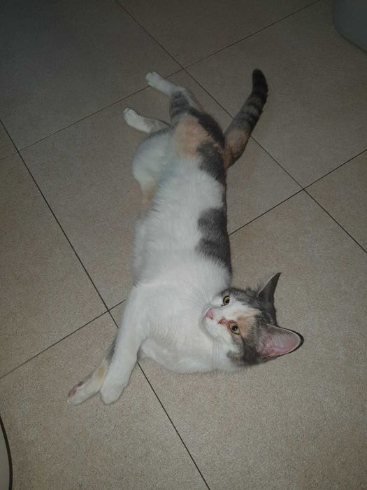 подарявам котенце варна