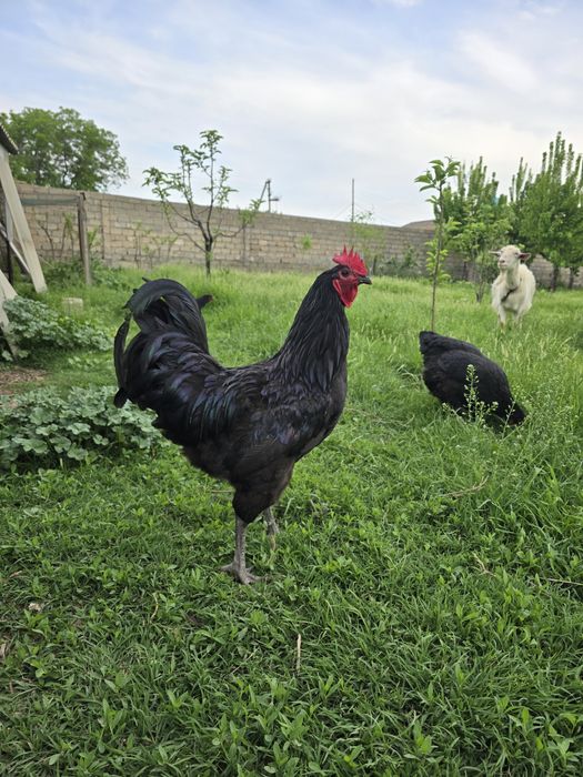 Астролоп, дакан,кора шахзода товук тухум жужаларига заказ оламиз