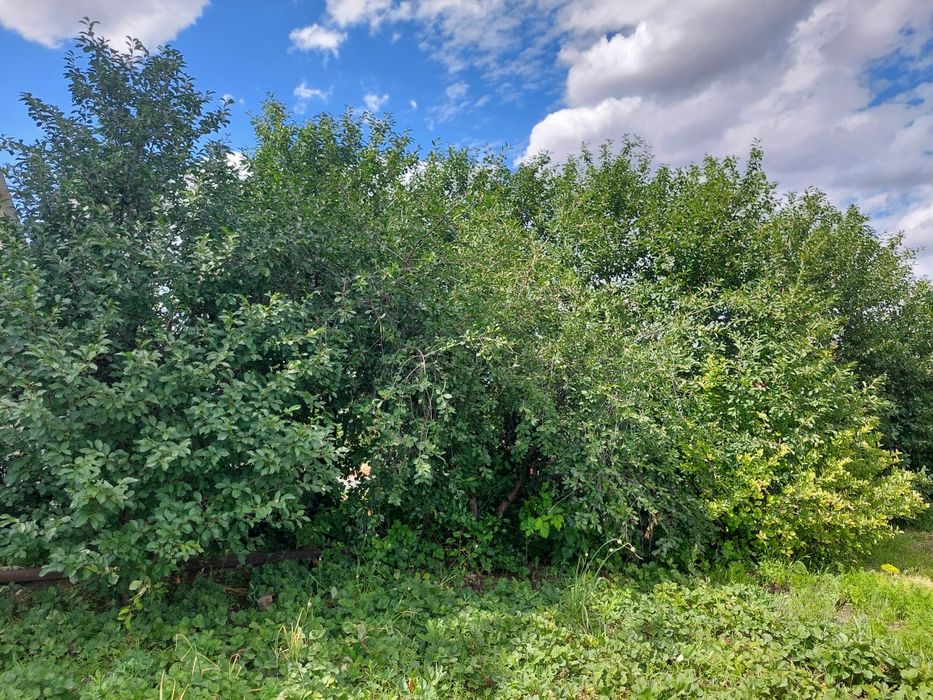 Продам дачный участок