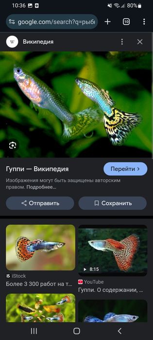 Рыбки аквариумные