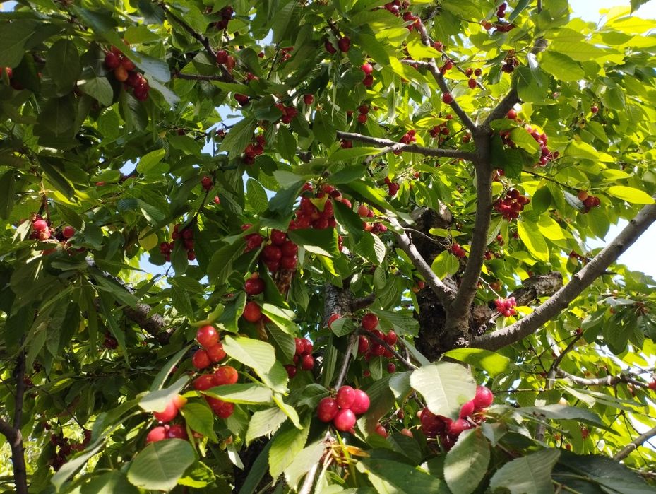 Дача, зангиота, 10 соток