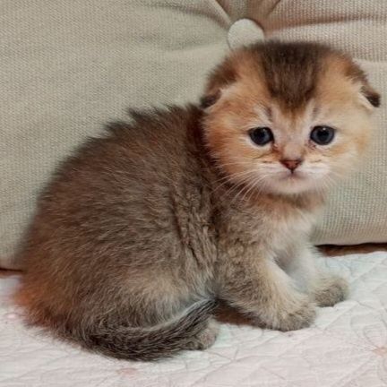 Продается шикарный мальчик скотишфолд, шиншилла шоколадное золото.