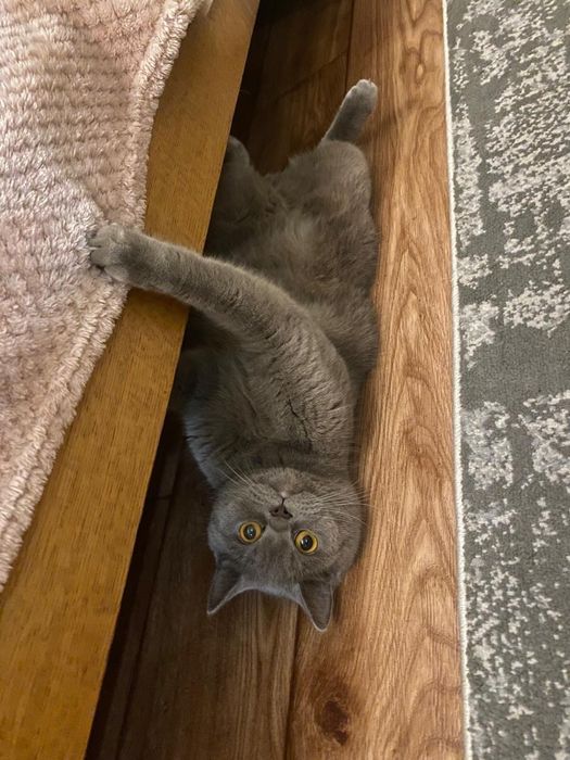 Отдам в хорошие руки