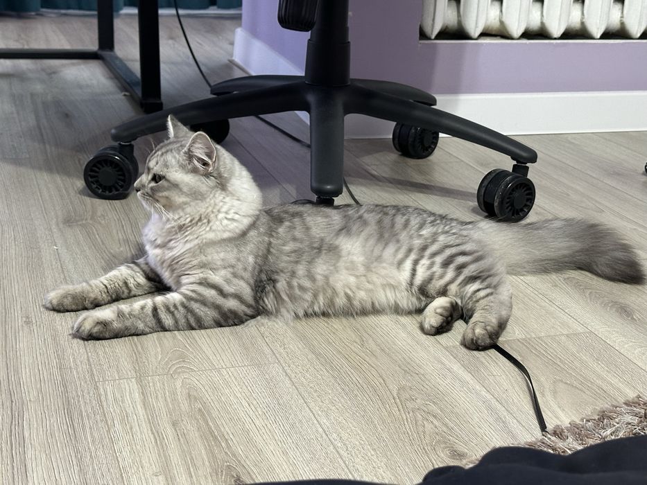 Кот породистый продаю
