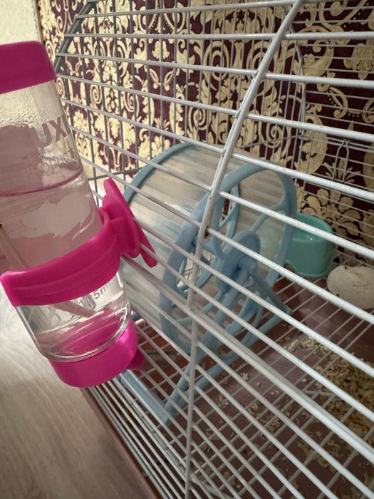 Продам сирийского хомячка