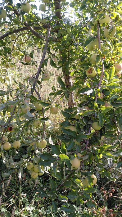 Продам яблоки американка и золотой