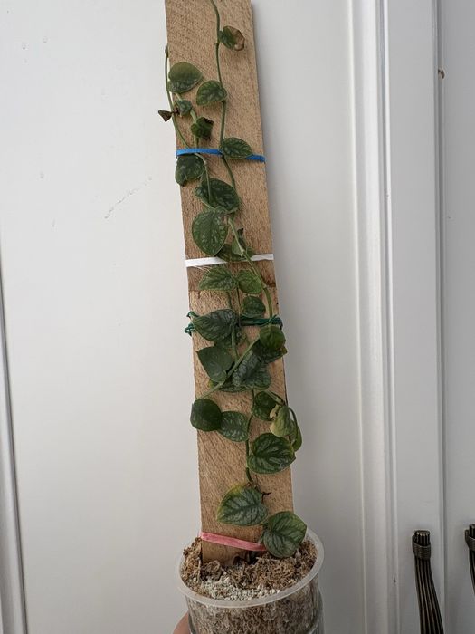 продам монстеру дубия и стрелицию