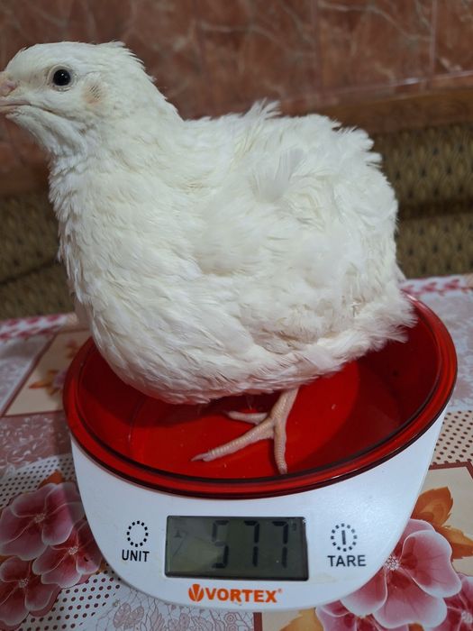 Prepelițe carne de prepeliță (carcasă)