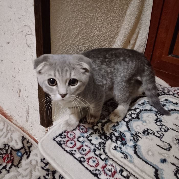 Шотландский кошка 3 месяца