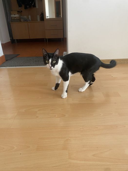 Pisica de adoptat .Face la litiera. Are intre 8-10 luni. Nu il putem tine din cauza ca nu ne lasa proprietarul