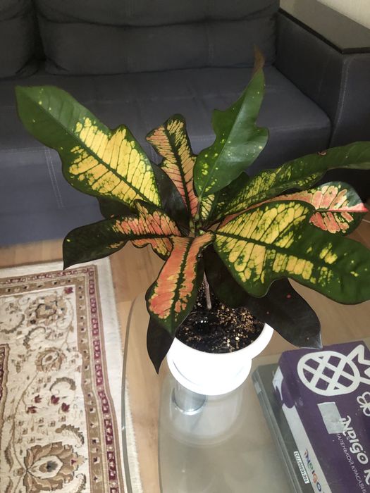 Продам кротон Вилма