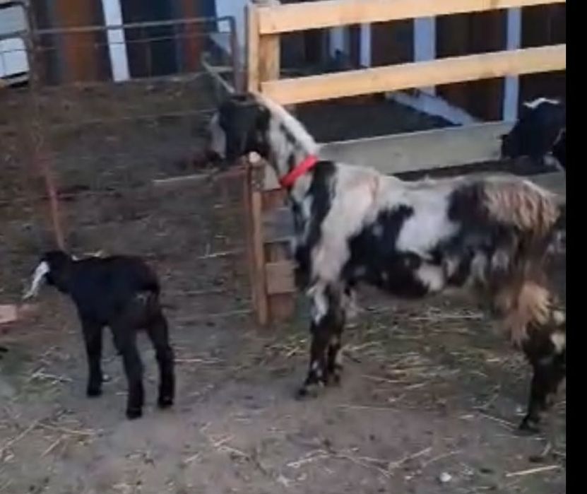 Caprite Anglo ciute genetic !