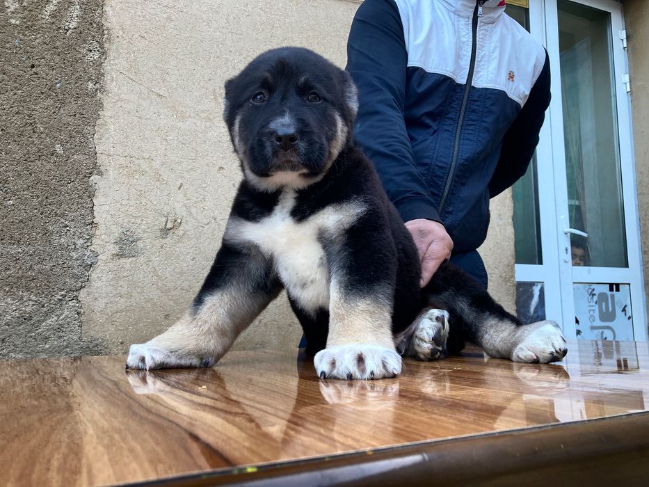 Щенок Алабая Супер Гигант ) чистокровный