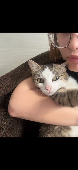 Pisica femela spre adoptie