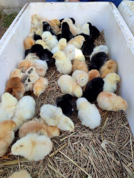 Продам домашних цыплят