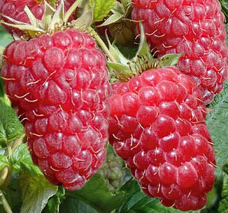 Продавам!! Расат Ягоди! Малини!