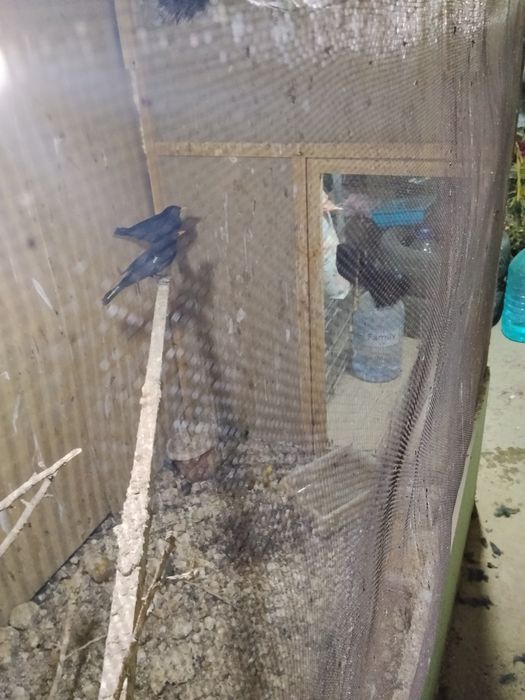 Черный дроз кора