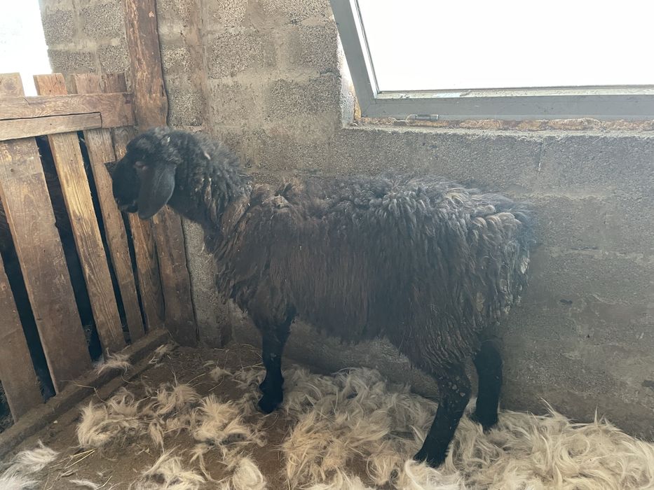 Кой сатылады семыз