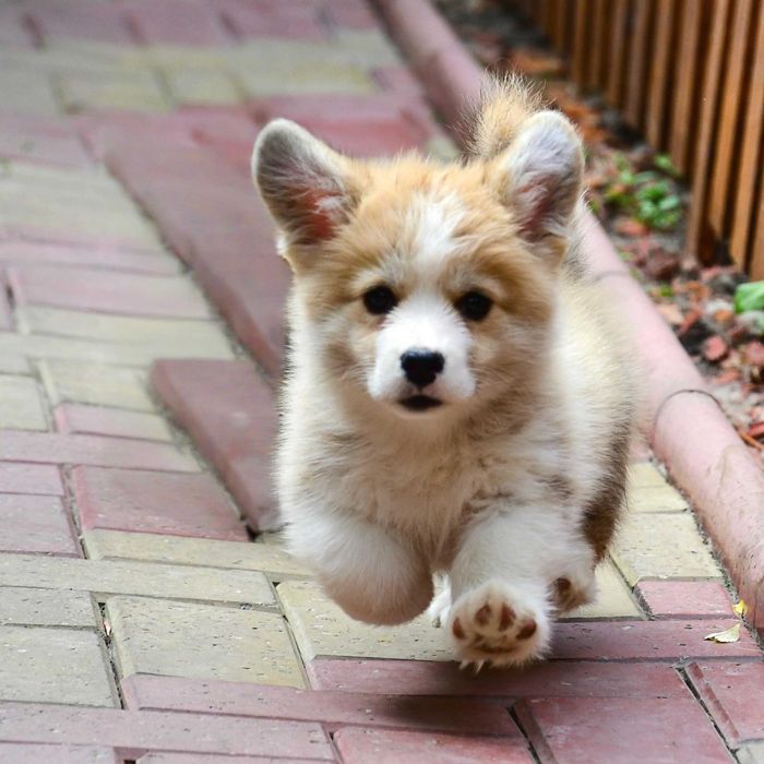 Cățeluș Corgi, vaccinat, microcipat, pedigree tip A, de Crăciun