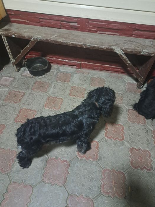 Руский  Спаниель