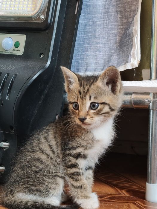 Отдам котят,в добрые руки