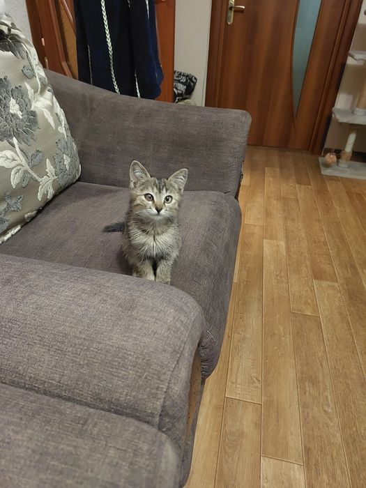 Отдам котенка в добрые руки