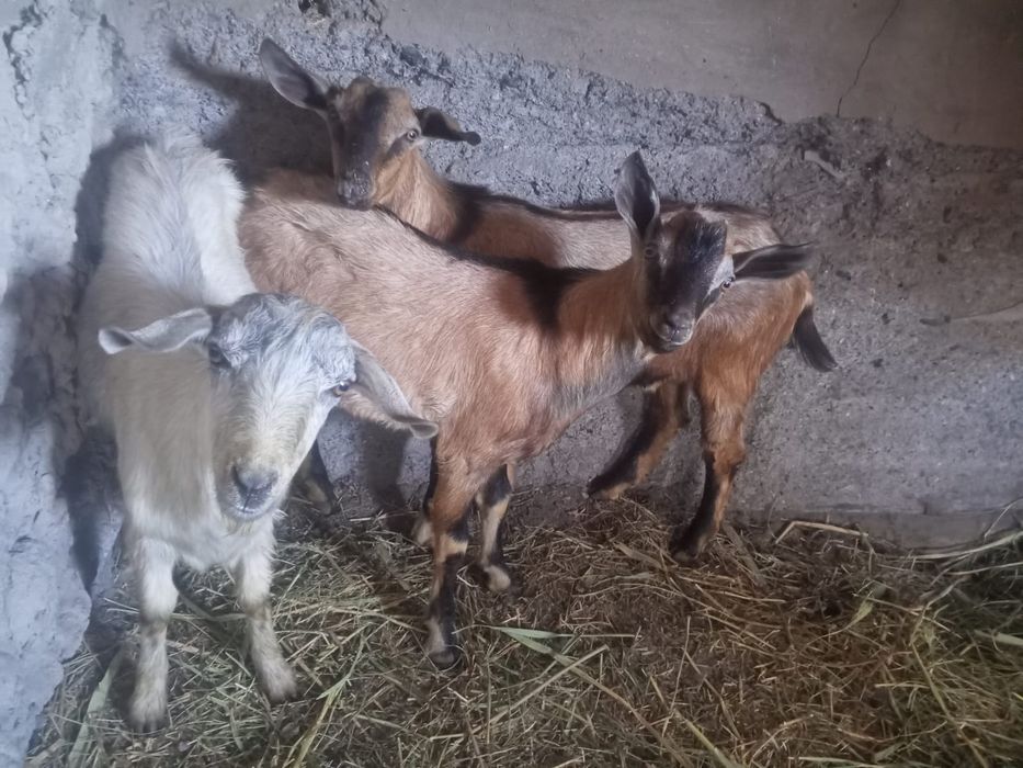 Продам Альпийских козликов