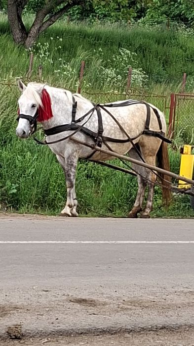 De vanzare iapa de 5 ani sau schimb