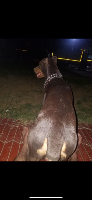 Доберман самка 2,5 месяцов