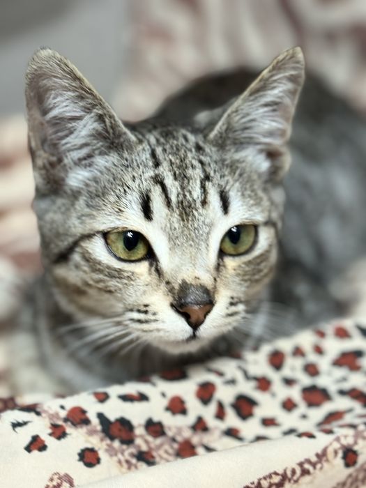 Котенка в добрые руки