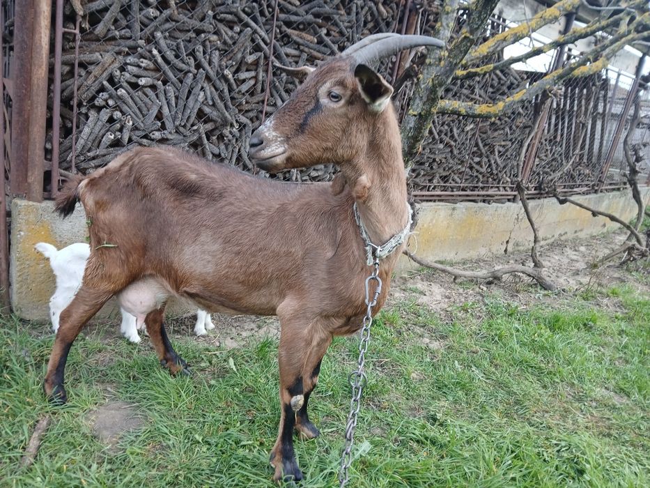 Vând capră la  a treia fătare o fătat 3 iezi foarte bună de lapte