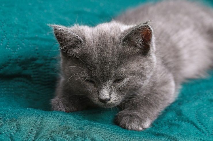 Котенок серенький