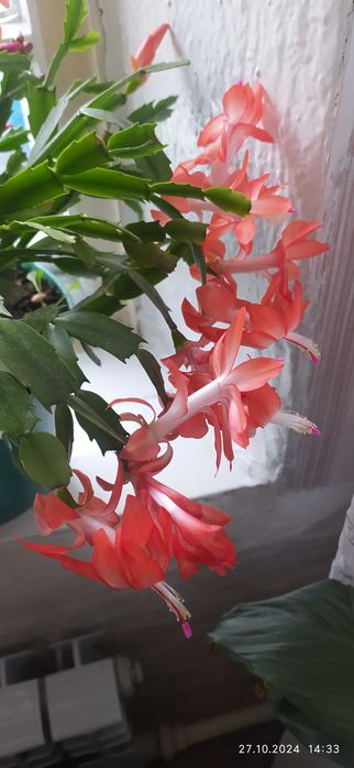 Комнатный цветок декабртст