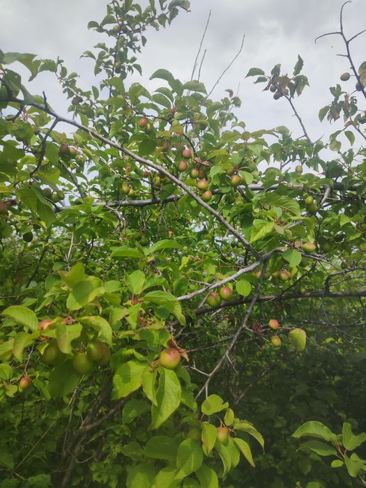 Продам дачу на бухтарме 3 уровня