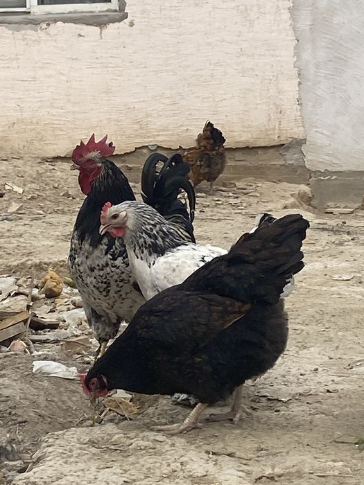 Продаю  Семью 13+2 породистых кур