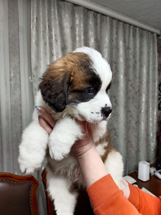 Продам щенка породы сенбернар