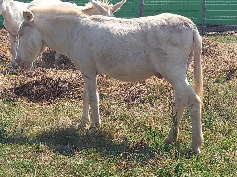 Măgar armăsar - Rasă baroc alb