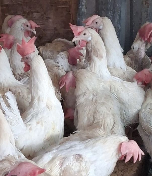 Продам куры несушки