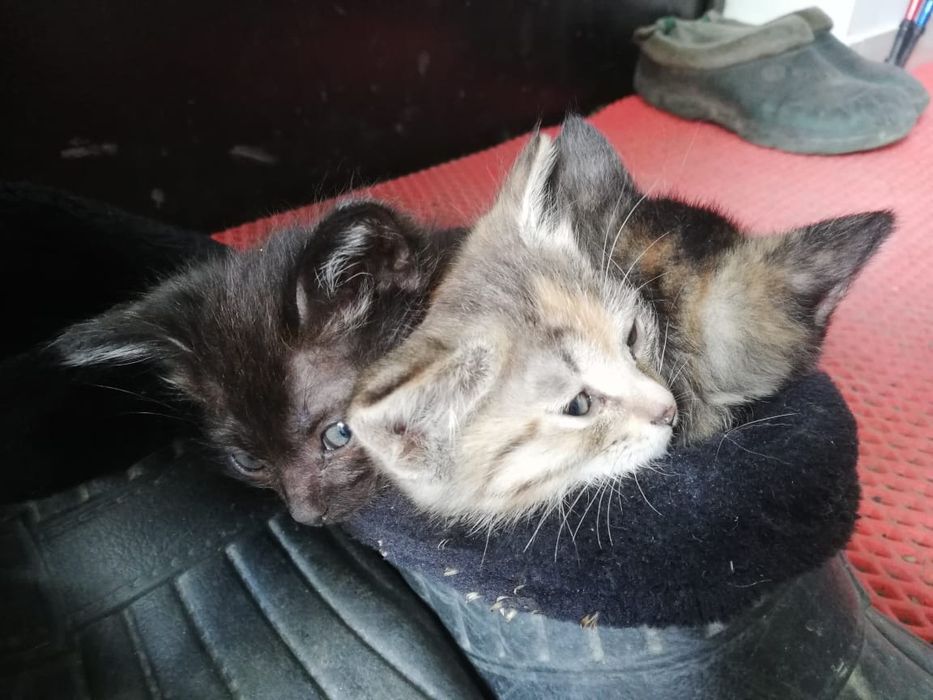 Отдам котят в добрые руки