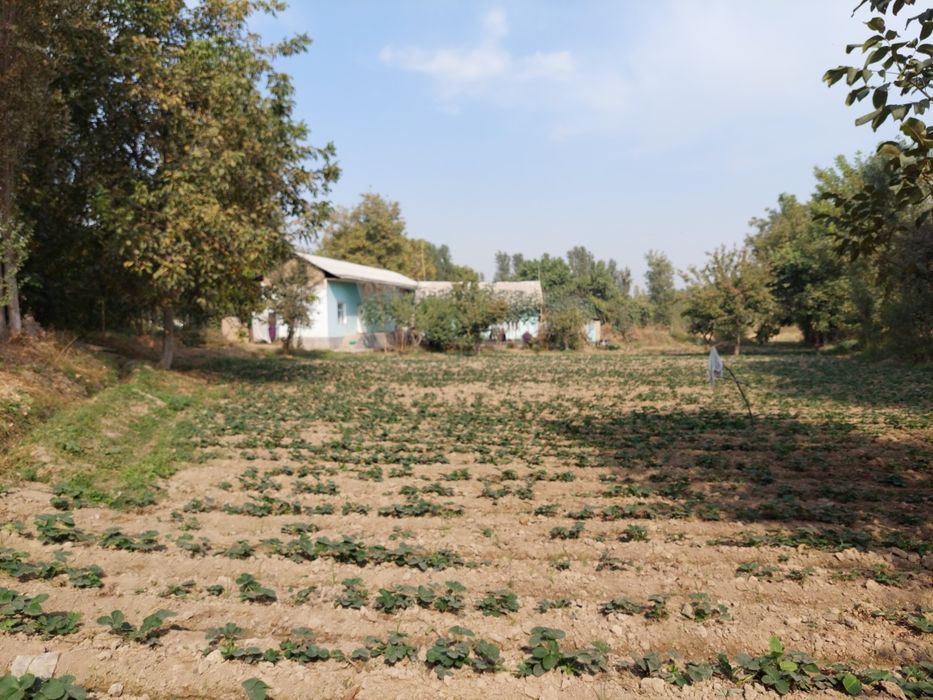 Ховли сотилади тошкент влояати яанги йул туманида