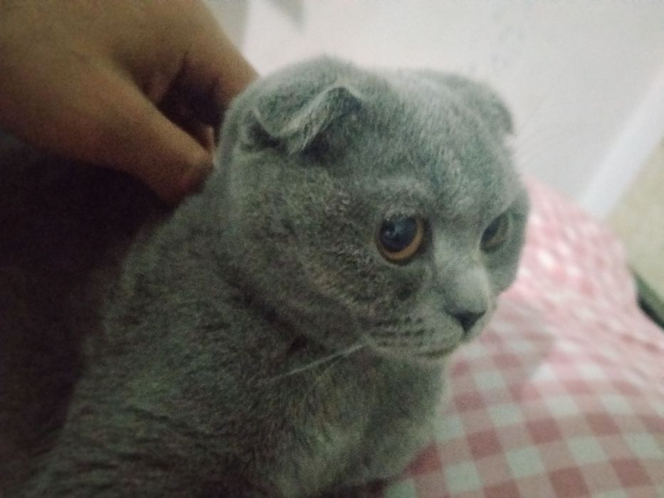 Британский вислоухие