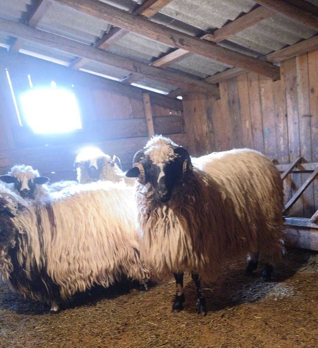 Berbec breaz vârstă 1 an