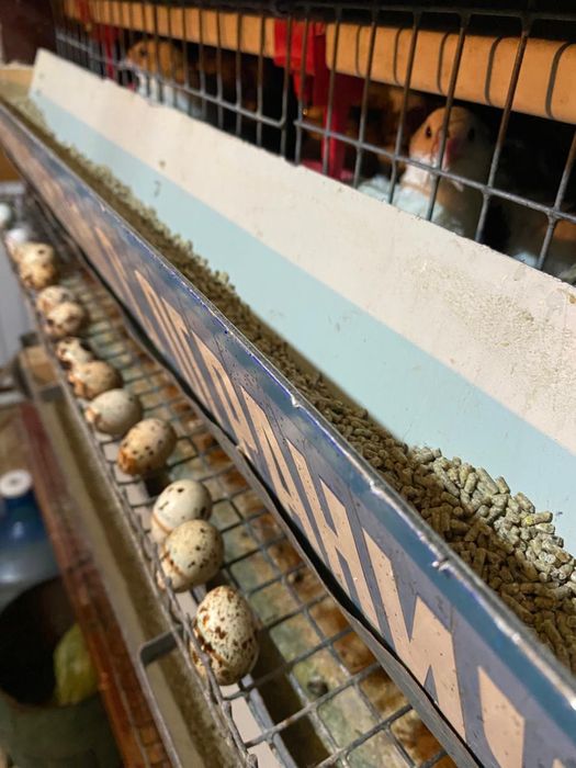 Яйцо перепелиное