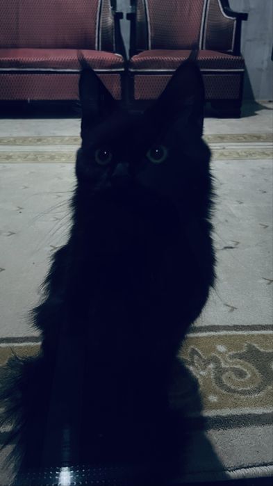 Мейн кун девушка 6 мес