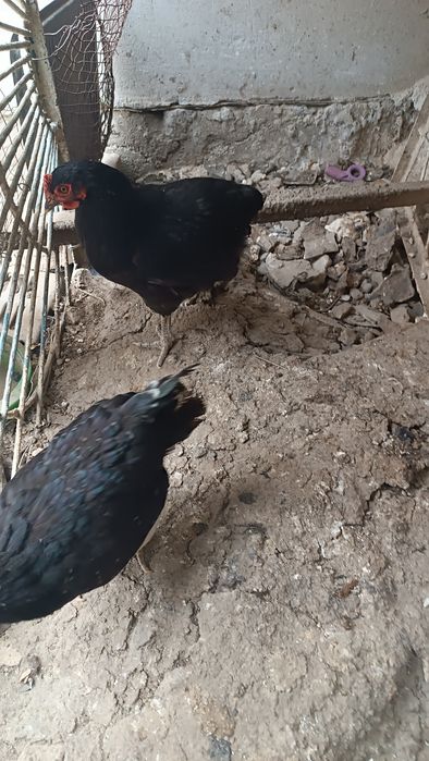 Yaponcha makiyonlar sotiladi