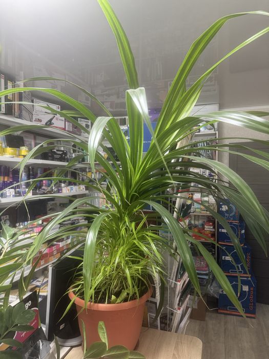 Комнатная пальма