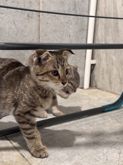 Шотландские вислоухие котята