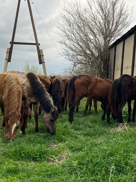 Ірі тайлар сатылады