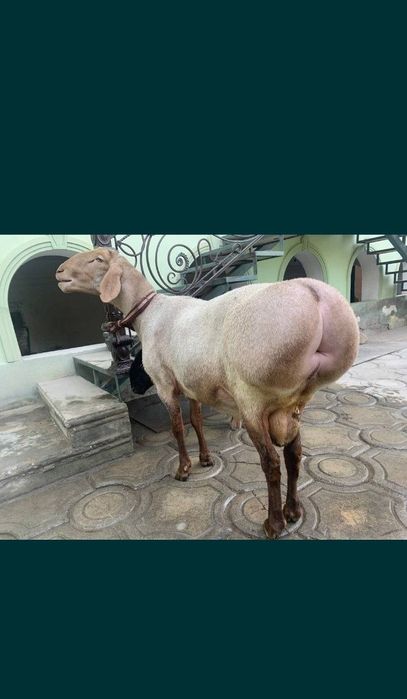 qassob servis услуги мясника