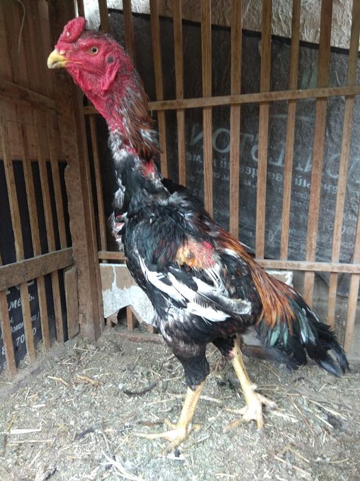 Dakan xuruz sotiladi 2ta yutgan